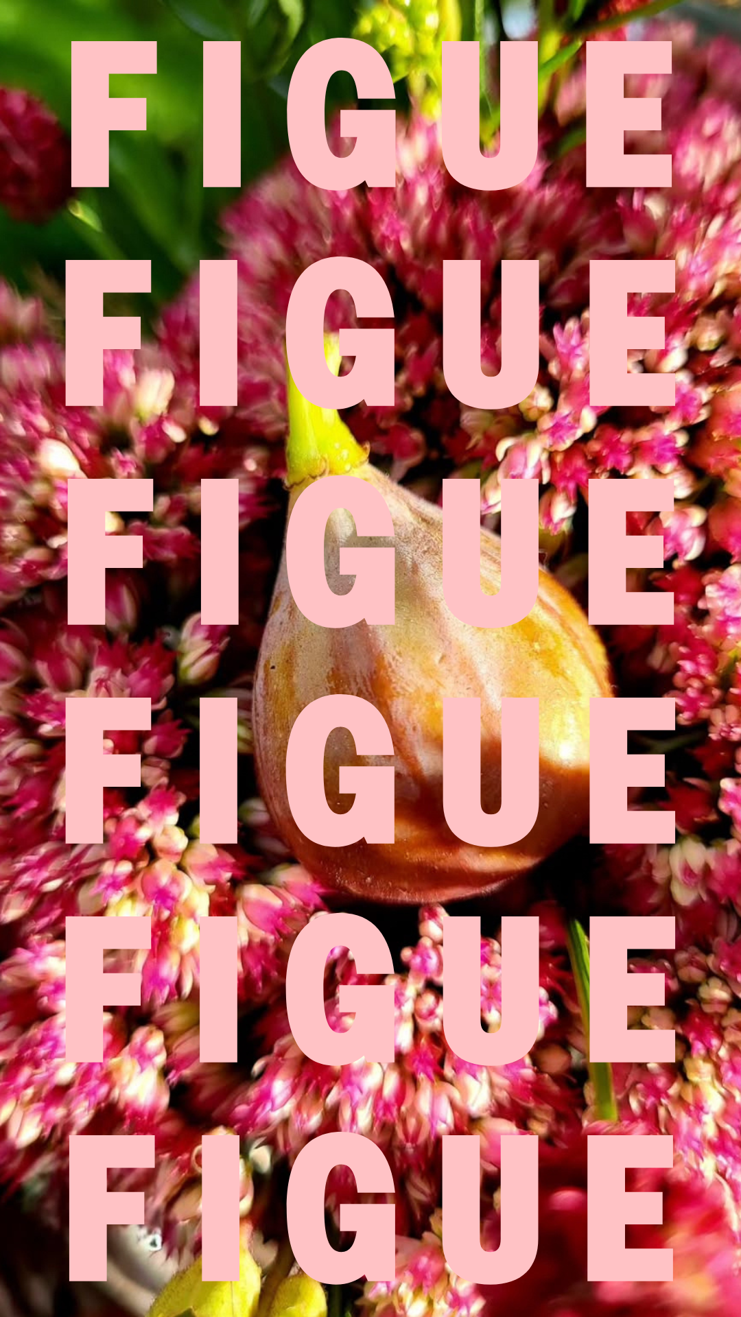 SORBET FIGUE plein fruit